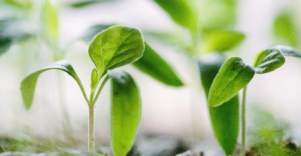 Man sieht kleine grüne Pflanzen, die gerade begiinngen zu wachsen